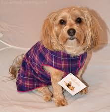 Pin On Pet Product Reviews
