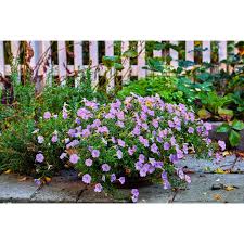 Image result for Nierembergia hippomanica