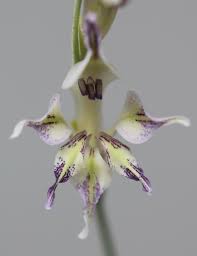 Image result for Gladiolus permeabilis