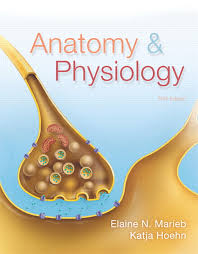 Marieb Hoehn Anatomy Physiology 5th Edition Pearson