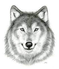 Wolf Head Drawings Realistic Wolf Face Drawing Wolf Drawing Wolf Sketch