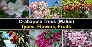 It is a hybrid cross between m. Crabapple Trees Malus Types Flowers Fruits Pictures
