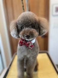 Bubbles mobile pet spa was started in august 2016. Bubbles Pet Spa 134 Photos 134 Reviews Pet Groomers 22242 Palos Verdes Blvd Torrance Ca Phone Number
