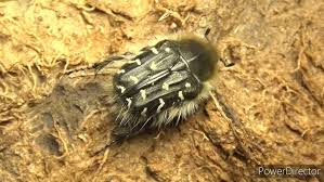 Image result for Tropinota hirta