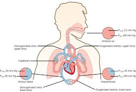 Oxygen Carbon Dioxide Gas Exchange And Transport In