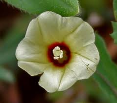 Image result for Xenostegia tridentata