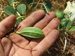 Image result for Capparaceae