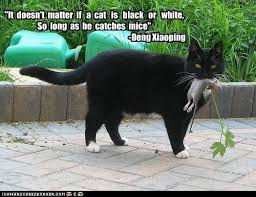 We've explained it for you, including hearing from the woman herself the viral photo is a mashup of a blonde woman yelling at a confused looking white cat sitting in front of a plate of vegetables. It Doesn T Matter If A Cat Is Black Or White So Long As He Catches Mice Cats Cat Owners Cat Memes