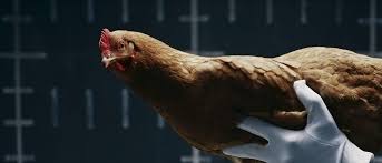 Mercedes Benz Chicken On Behance Benz S Mercedes Mercedes Benz