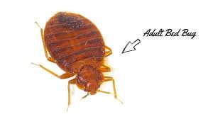 How Big Are Bed Bugs A Helpful Size And Identification