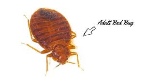 how big are bed bugs a helpful size and identification