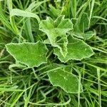 Image result for Cucumis aculeatus