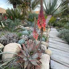 Image result for Aloe canis
