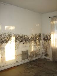 But what effect does it have on the body? Fungi After The Floods How To Get Rid Of Mould To Protect Your Health Floodlist