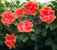 Image result for Hibiscus platycalyx