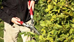 Hier sollte der schnitt unmittelbar nach der blüte erfolgen. Geholze Rosen Und Straucher Im Fruhling Schneiden Ndr De Ratgeber Garten