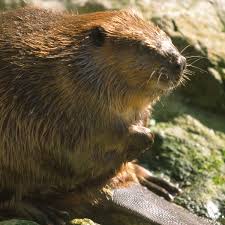 Gizem Savage Porn Videos - Favorite Agent Service