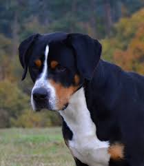 All Black Bernese Mountain Dog Nina S Farm On Instagram Black Jack From Nina S Farm Velkysvycarskysalasnickypes Velkys In 2020 Greater Swiss Mountain Dog Cute Animals Bernese Mountain Dog