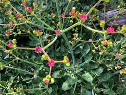 Image result for Xerophyta pauciramosa