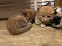 We did not find results for: Kittens For Sale 2 Ginger Boys Left In Ringwood Bh24 On Freeads Classifieds Mixed Breed Classifieds
