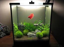 My top 5 favorite betta fish companions. Nice Planted Betta Tank From Aquarium Poetry Blog Design At Repinned Net