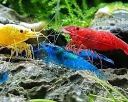 shrimp in an aquariumの画像
