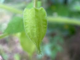 Image result for Physalis pubescens