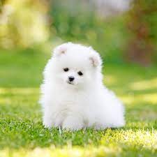 Teacup Pomeranian Puppies For Sale In Tulsa Oklahoma Pets Lovers