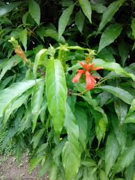 We did not find results for: Can Anybody Help Me To Identify These Tropical Plants