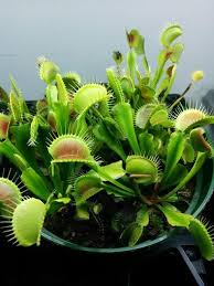 Feed A Venus Flytrap Snap Flytrapcare Com Venus Fly Trap Carnivorous Plants Fly Traps
