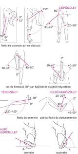 Posted 2016 Oktober Forras Royalfitness Hu Anatomie Anatomie Und Physiologie Physiologie