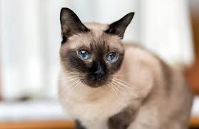 It is also seen that siamese cats cause less allergic reactions when compared with other cat breeds. Do Siamese Cats Get Along With Other Cats