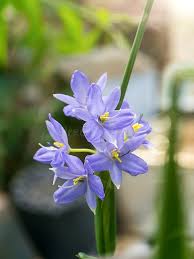 Image result for Monochoria