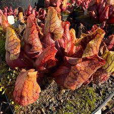 Image result for Launaea rarifolia