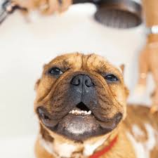 In Focus: Fleas And Flea Treatments - Professional Pest Manager