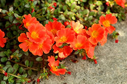 Image result for Portulaca centrali-africana