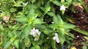 Image result for Barleria whytei