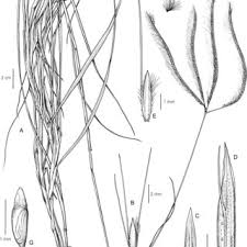 Image result for Ctenium concinnum