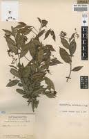 Image result for Rhabdophyllum welwitschii