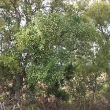 Image result for Honeysuckle 1973 Austin