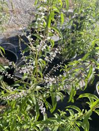 Image result for Aloysia