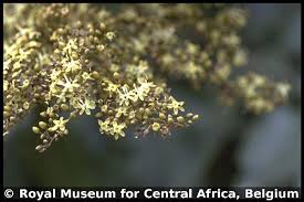 Image result for Dialium guineense