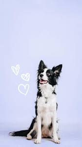 I sprayed it all over the house and i sprayed it in places they like to go (so they would no longer be. Disinfectant Suitable For Pets Suitable For Dogs Cats Pets Zoflora