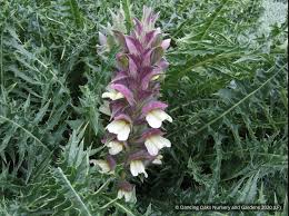 Image result for Acanthus