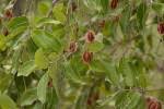 Image result for Combretum collinum