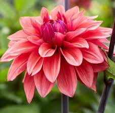 Maybe you would like to learn more about one of these? The 8 Best Places To Buy Flower Bulbs Online In 2021