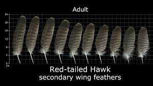 Red tailed hawk feather identification. The Feather Atlas Feather Identification And Scans U S Fish And Wildlife Service Forensics Laboratory
