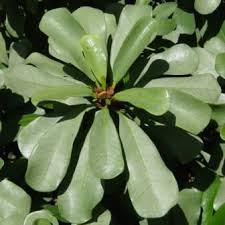 Image result for Ficus craterostoma