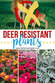 How to plant flowers that rabbits & deer won't eat. Deer Resistant Plants The Farm Girl Gabs