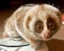 Slow lorises are the only known venomous primate, secreting toxins from a gland located along the crook of their inner arms. Baby Loris Saved From Being Sold Illegally At A Pet Shop In Lebanon Animals Lebanon Came To The Rescue World Animal News